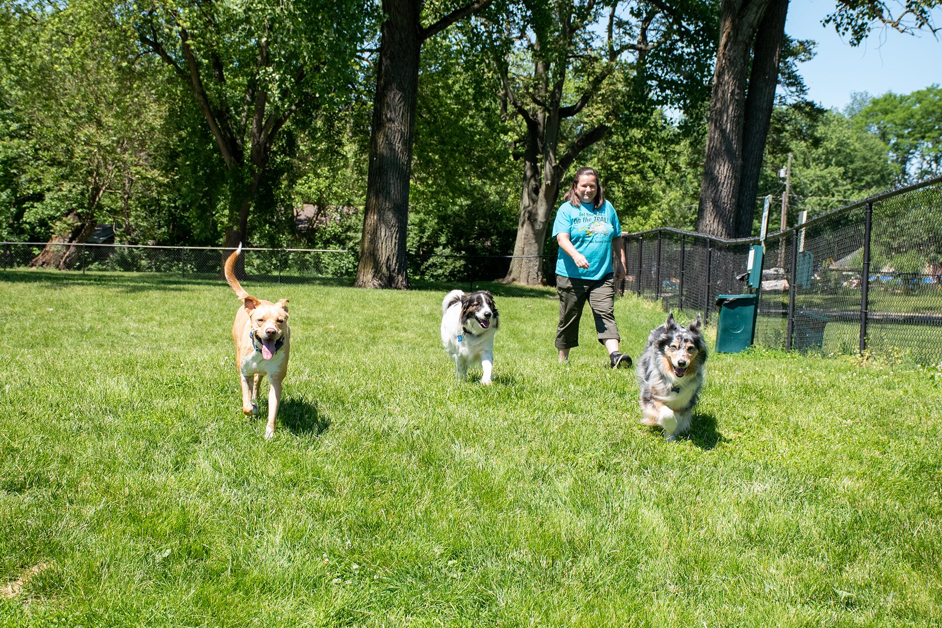 Dogs playing in a dog park in Greater Lafayette, Indiana